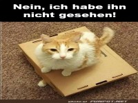 Nein ich habe die neue Katze nicht gesehen