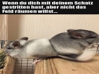 Wenn Chinchillas Streit haben