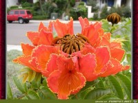 Foto vom afrikanischen Tulpenbaum