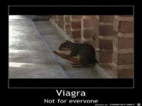 Viagra