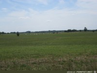 25-26 Grauochsenherde