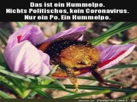 Das ist nur eine Hummel