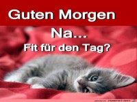 Guten Morgen Katze