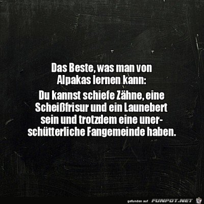 Alpakas.jpg von Rebecca