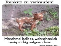 Besonderes Rehkitz