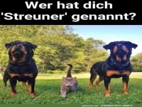 Wer hat Streuner gesagt?