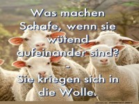 Lustiger Schaf-Wortwitz