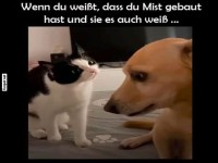 Katze und Hund lustiger Ausdruck
