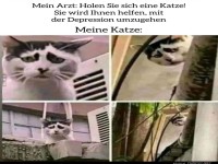 Katze soll bei Depression helfen