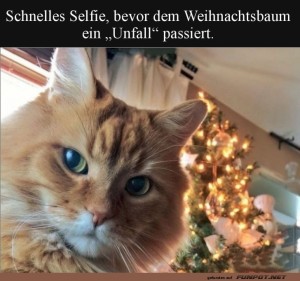Katze-plant-Baumsturz:-Selfie-Time!.jpg auf www.funpot.net