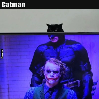 Wenn-die-Katze-Superhelden-spielt!.jpg von Annelie-68