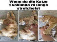 Katze zu lange gestreichelt