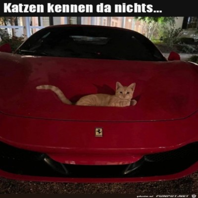 Katze-eben.jpg von Lillian