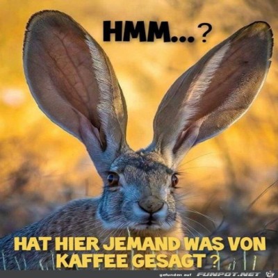 Gro&szlig;e-Ohren.jpg von Ole