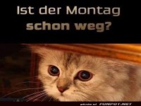 Montagsblues mit lustiger Katze