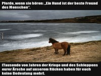 Pferde und ihre Gedanken �ber Menschen