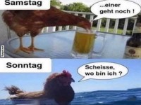 Wenn Hühner den Kater haben