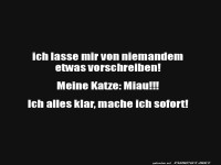 Katzen-Kommandos: M�chtig und samtig