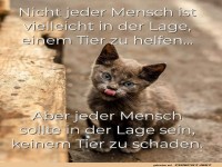 Katzenweisheit: Hilfe oder nicht, schaden nie!