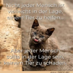 herz-Bild: Katzenweisheit: Hilfe oder nicht, schaden nie!