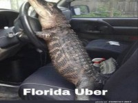 Taxifahrer-Witz: Ein Krokodil am Steuer!