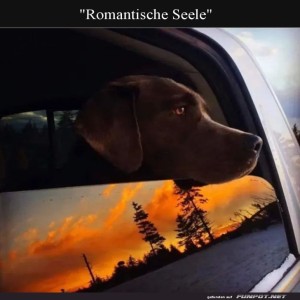 herz-Bild: Hund tr&auml;umt vom Sonnenuntergangs-Roadtrip
