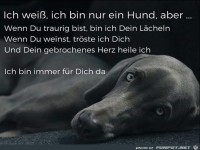 Ich wei�, ich bin nur ein Hund