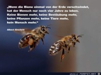 Wenn die Biene von der Erde verschwindet...