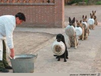 tierisch03