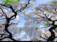 Unter bl�hendem Baum