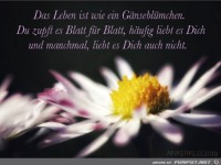 das leben ist wie ein gaensebluemchen