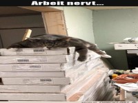Arbeit nervt