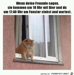 Katze-kann-es-kaum-erwarten.jpg auf www.funpot.net