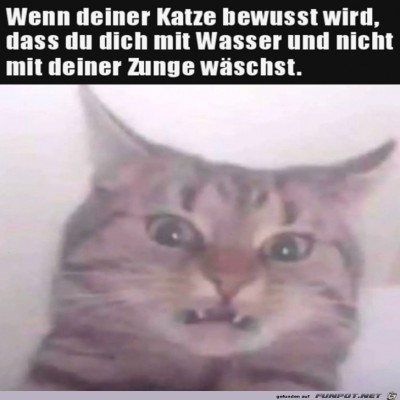 Katze-ist-entsetzt.jpg von Harald48