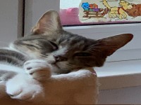 Gute Nacht, Schlaf gut und tr�um was Sch�nes