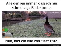 Nur ein Bild von einer Ente