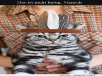 Grimmige Katze mit Federhut