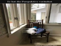 Katze auf dem Kopf im Stuhl