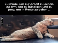 Mde Katze und Alltagsprobleme