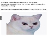 Katzen-Meme: Bewerbungsgesprch vs. Realitt