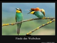 Rtsel: Finde das Weibchen