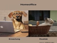 Wenn Hunde Homeoffice machen