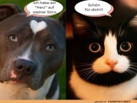 Wenn Herzen auf Stirnen treffen