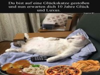 Gl�ckliche Katze auf Couch