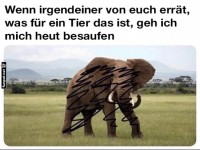 Wer sieht den mysteri�sen Elefanten?