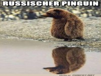 Spezieller Pinguin
