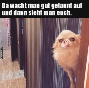 Wenn-der-erste-Blick-morgens-ein-Schock-ist.jpg auf www.funpot.net