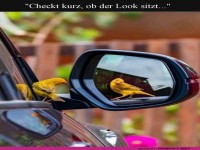Der Spiegelcheck der gefiederten Fashionista