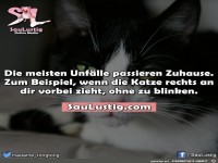 katzeunfall