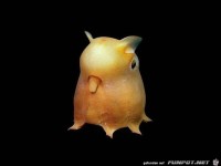 abgefahrene-Tiere-18